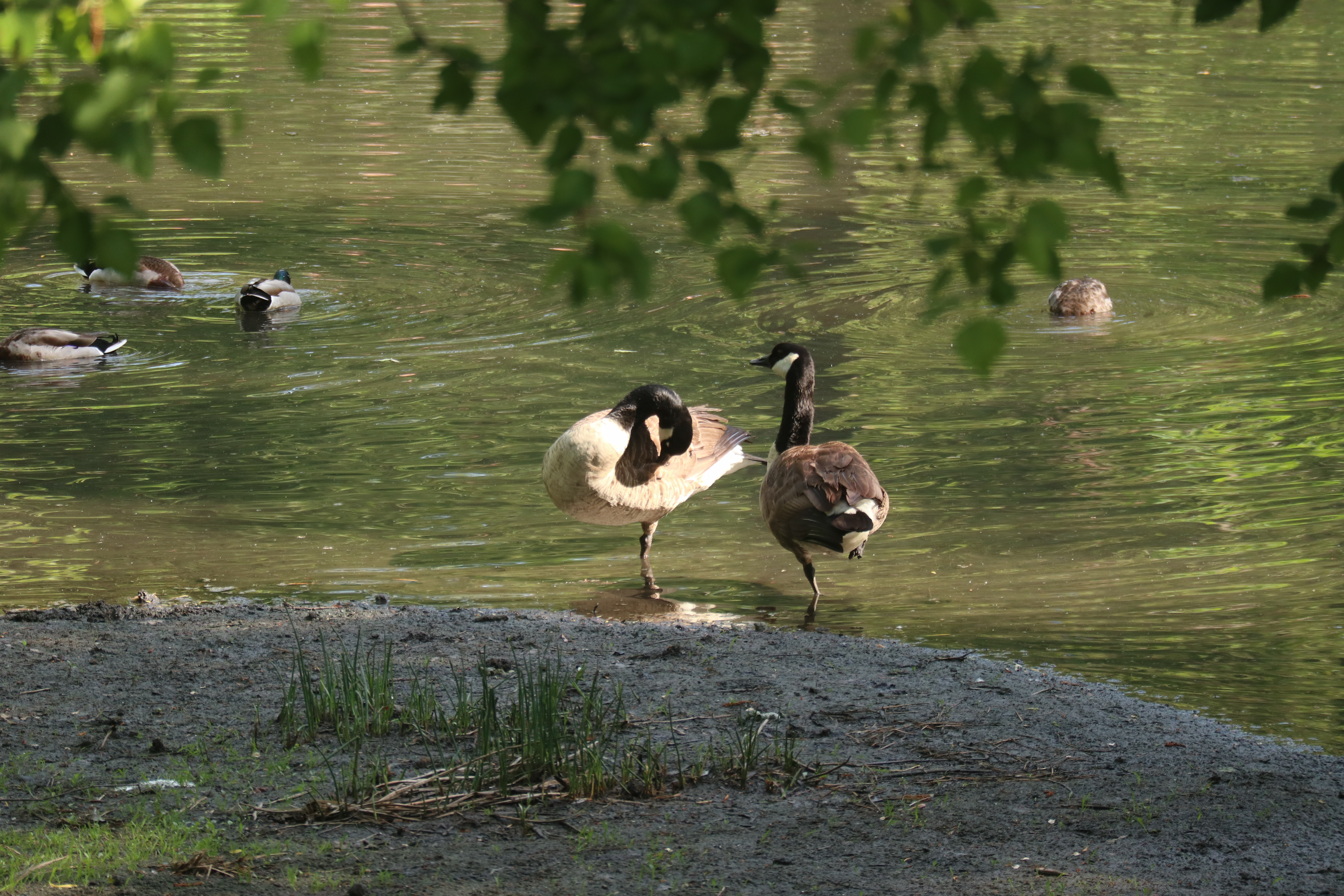 canadian goose