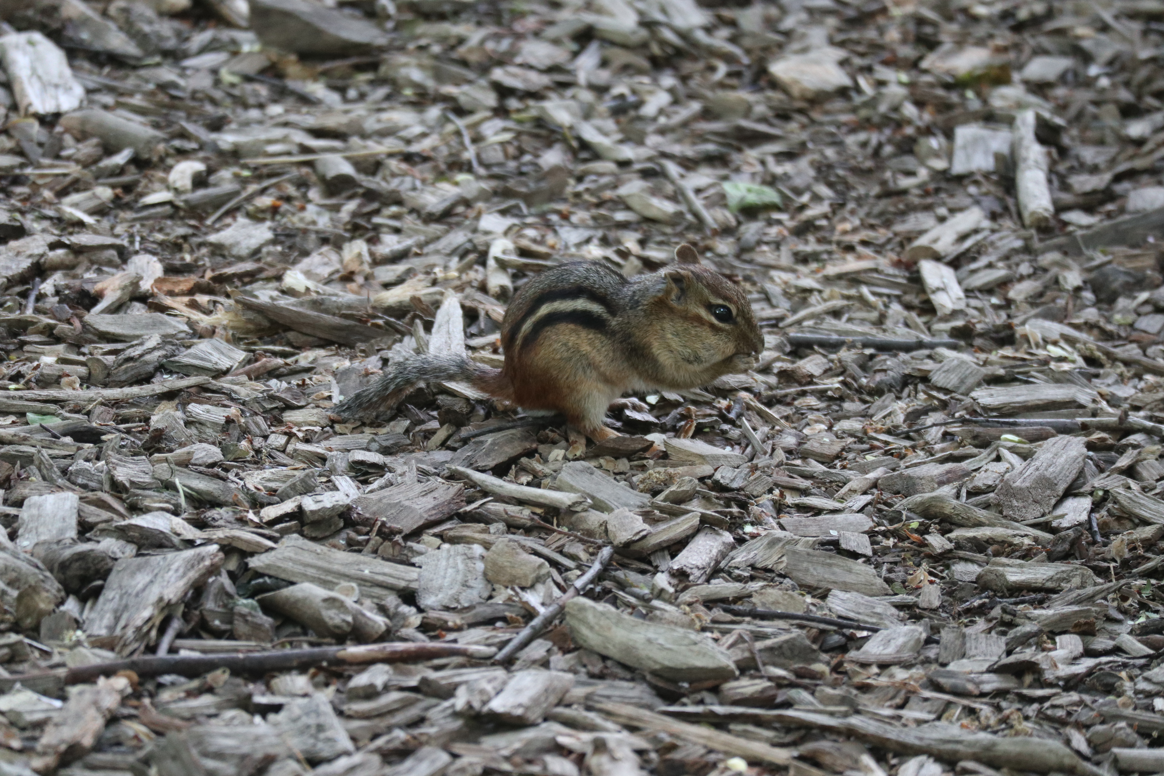 chipmunk