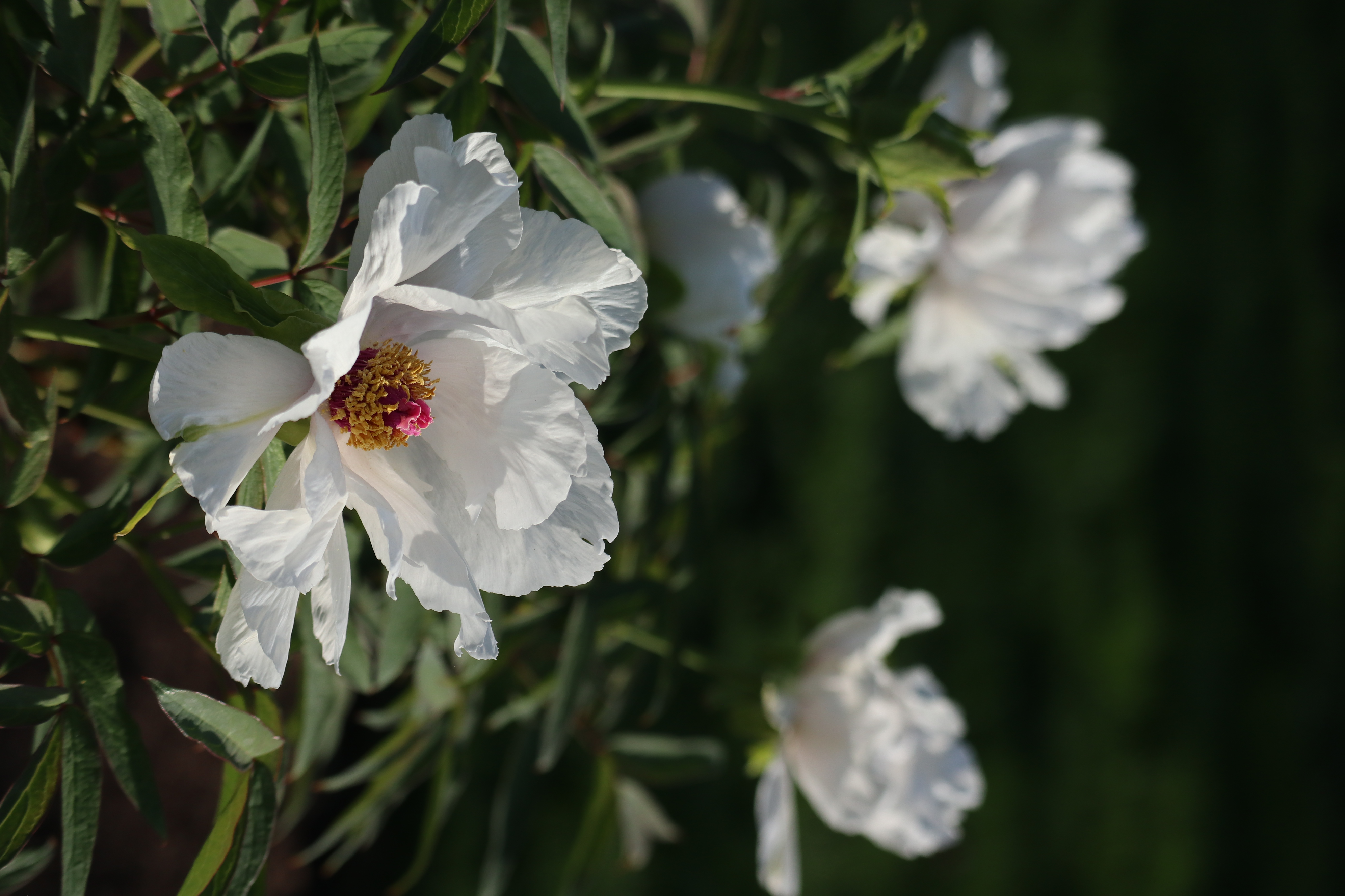 Peony